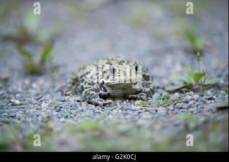 Anaxyrus Boreas, westliche Kröte, Rocky Mountains, British Columbia, Kanada Stockfoto