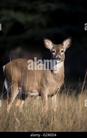 Weißwedelhirsch, Hirsch, Odocoileus Virginianus, Doe, Weiblich, felsigen Bergen, Idaho, USA, Stockfoto