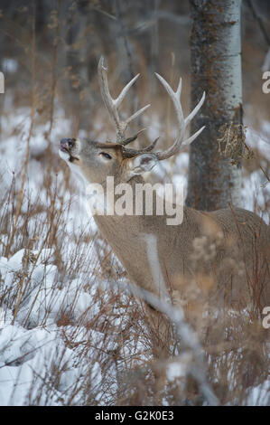 Whitetail Deer, Odocoileus Virginianus, Buck, Männlich, rocky Mountains, Alberta, Kanada Stockfoto