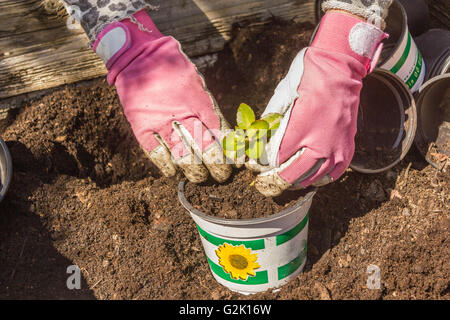 Frau arbeitet im Garten Stockfoto