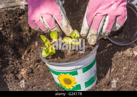Frau arbeitet im Garten Stockfoto