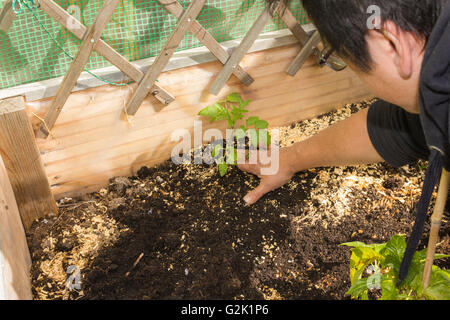 Nahaufnahme der Gartenarbeit im Hochbeet mit Tomaten, Chili, Frühling. Stockfoto