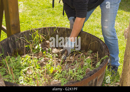 Nahaufnahme der Gartenarbeit im Hochbeet mit Tomaten, Chili, Frühling. Stockfoto