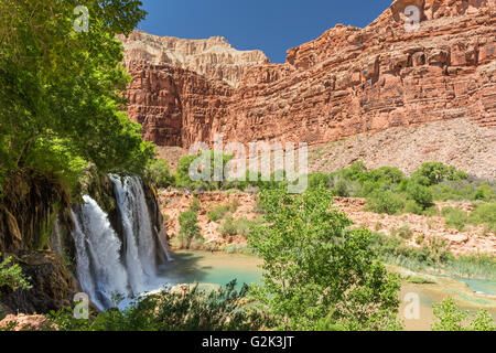 Navajo-Fälle taucht in einem blau-grünen Pool am Havasu Creek im Havasupai-Indianer-Reservat in den Grand Canyon. Stockfoto