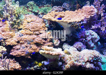 Gruppe von Fischen schwimmen gegen schöne Korallen Stockfoto
