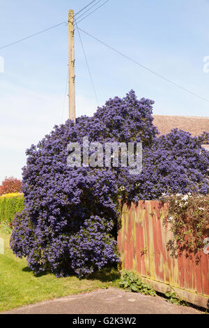 Ein großer Ceanothus Concha oder kalifornischer Flieder Strauch in voller Blüte im Mai, UK Stockfoto