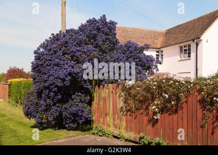 Ein großer Ceanothus Concha oder kalifornischer Flieder Strauch in voller Blüte im Mai, UK Stockfoto