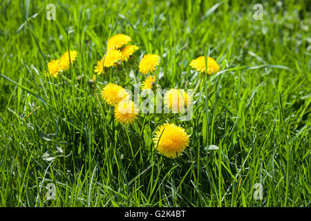 Gelbe Löwenzahn auf einem Hintergrund von grünem Rasen hautnah Stockfoto