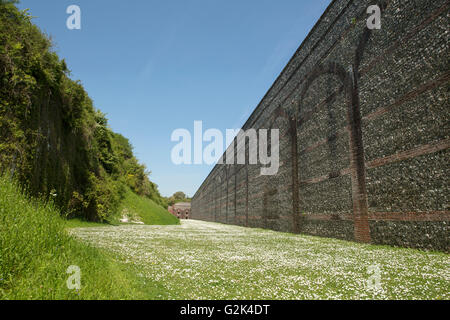 Teppich von Daisy in den trockenen Graben von Fort Nelson auf Portsdown Hügel in der Nähe von Portsmouth (Hampshire) Stockfoto