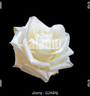 Weiße Rose auf schwarzem Hintergrund isoliert. Stockfoto