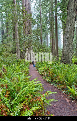 Redwood Forest, Wanderer, die Lady Bird Johnson Grove Trail, 'Sequoia sempervirens', Pazifikküste, gefiltertes Licht, Morgennebel genießen. Stockfoto