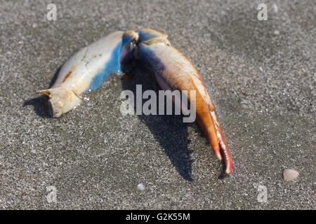 Callinectes Sapidus oder Atlantic Blue Crab oder Chesapeake Blue Crab claw Stockfoto