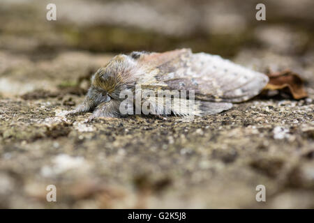 Hummer-Motte (Stauropus Fagi). Britische Insekt in der Familie Notodontidae, in Ruhe mit Flügeln statt in charakteristischen Haltung Stockfoto