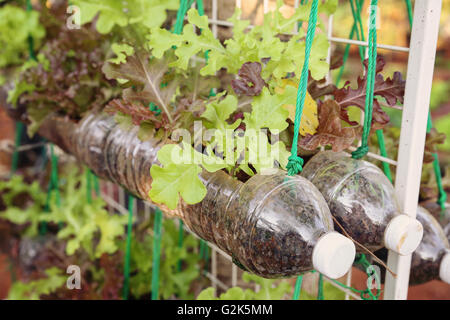 wachsende Salat in gebrauchten Plastikflaschen, Wiederverwendung Recycling-Eco-Konzept, Muskelaufbau Stockfoto