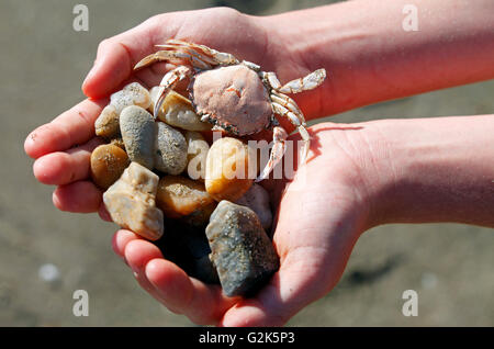 Charlie zeigt seine Sicht vom Strand bei Tukurua Stockfoto