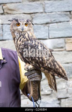 Falkner mit eurasische Adler-Eule, Bubo Bubo, thront auf der Hand. Es ist ein meist nachtaktive Raubtier, Jagd für verschiedenste d Stockfoto