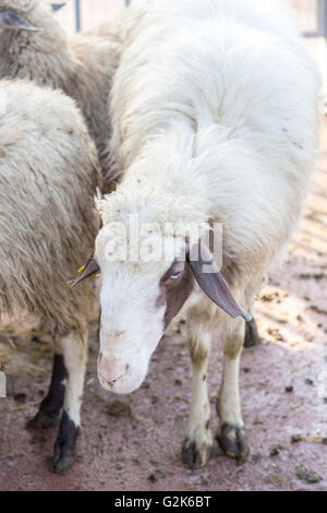 Nahaufnahme von einem Hausschaf Ovis Aries, Stand in der Nähe der Herde Stockfoto