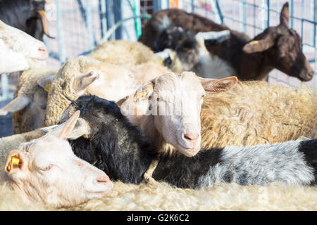 Ein Hausschaf Ovis Aries, schaut in die Kamera beim stehen in der Herde in den Schafstall Stockfoto