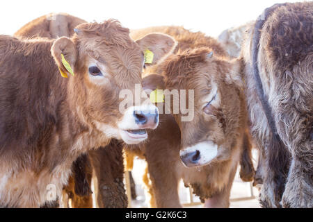 Paar der jungen Kälber, Bos Taurus, stehend in den Zaun mit ihrer Herde Stockfoto