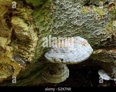 Urwaldrelikt, Baumriesen, Baumpilze Stockfoto