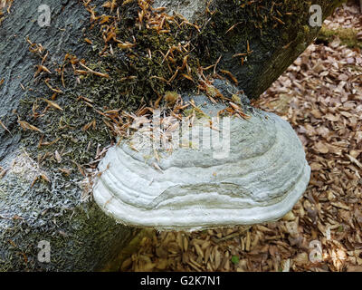 Urwaldrelikt, Baumriesen, Baumpilze Stockfoto