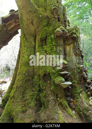 Urwaldrelikt, Baumriesen, Baumpilze Stockfoto