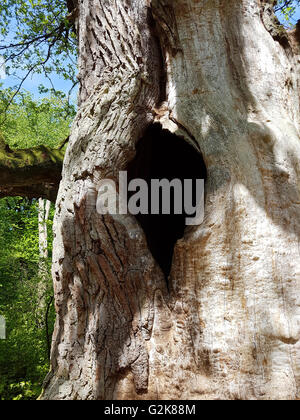 Urwaldrelikt, Sababurg, Reinhardswald Stockfoto