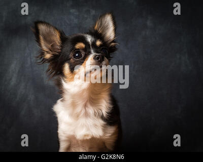 Minnie die sehr kleinen Chihuahua vor grauem Hintergrund Stockfoto