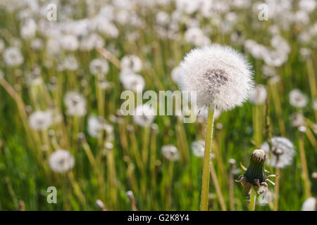 Löwenzahn mit weißen flauschigen Samen, viele Blumen auf unscharfen Hintergrund Stockfoto