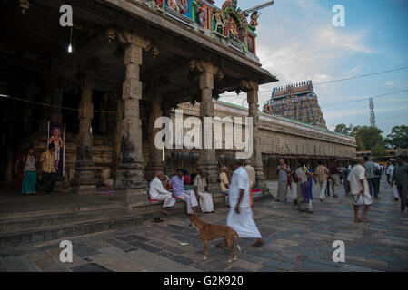 Lord Shiva-Tempel in Chidambaram, Tamil Nadu, Indien. Jedes Jahr kommen Tausende von Pilgern in diesem Tempel. Stockfoto