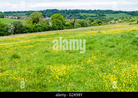Heller-Downs, ein Bereich des geöffneten Raumes im Besitz von der City of London & Teil des Grünen Bandes landen im Süden von London. Stockfoto