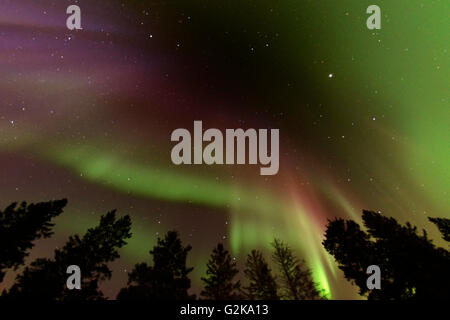 Nordlichter (Aurora Borealis) und Fichten Vögel Hill Provincial Park Manitoba Kanada Stockfoto