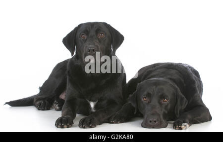 zwei schwarze Labrador retriever Festlegung auf weißem Hintergrund Stockfoto