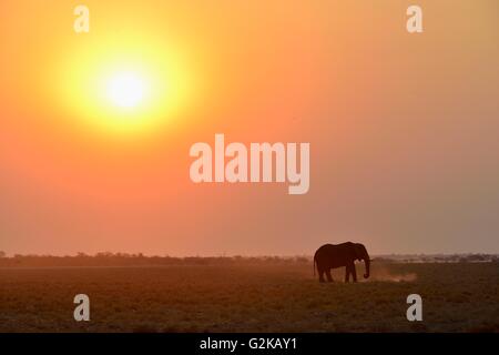 Elefant (Loxodonta Africana) bei Sonnenuntergang, Etosha Nationalpark, Namibia Stockfoto