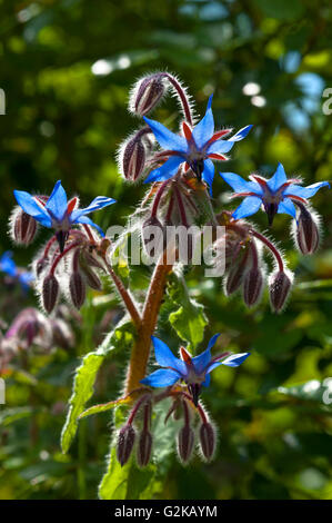 Borretsch (Borrango Officinalis) Blüten und Knospen, Bayern, Deutschland Stockfoto