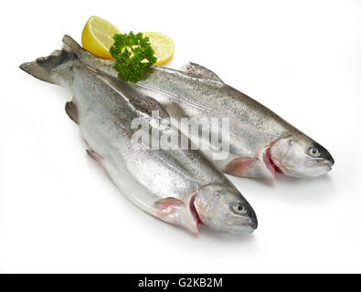 Zwei Bachforellen (Salmo Trutta) mit Zitrone (Citrus x Limon) und Petersilie (Petroselinum Crispum), weißer Hintergrund Stockfoto