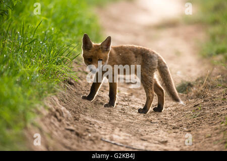 Junger Rotfuchs (Vulpes Vulpes) Weg, junge Tiere, Welpen, Baden-Württemberg, Deutschland Stockfoto