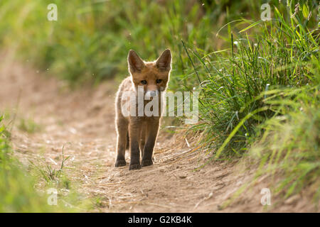 Junger Rotfuchs (Vulpes Vulpes) stehend auf Weg, junge Tiere, Welpen, Baden-Württemberg, Deutschland Stockfoto