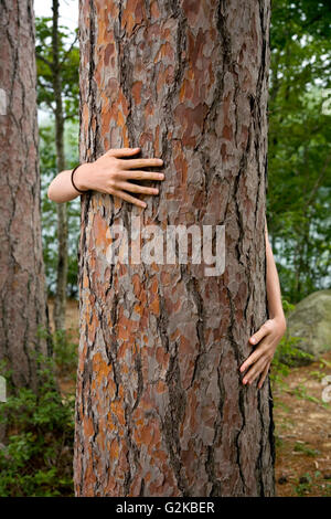 Händen Baum umarmen Stockfoto