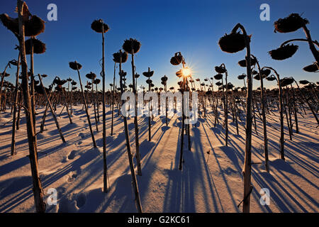 Sonnenblumen bei Sonnenaufgang im Winter Anola Manitoba Kanada Stockfoto