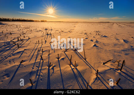 Stoppeln bei Sonnenaufgang im Winter Anola Manitoba Kanada Stockfoto