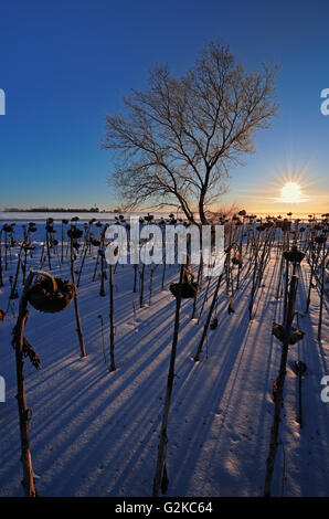 Sonnenblumen bei Sonnenaufgang im Winter Anola Manitoba Kanada Stockfoto