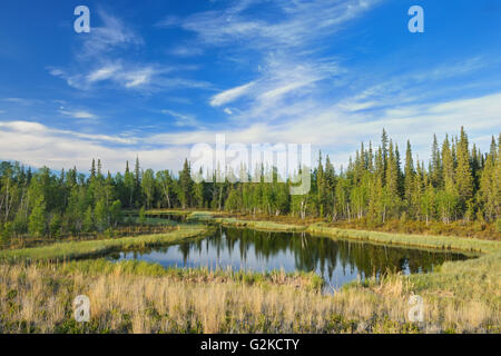 Feuchtgebiet und borealen Wald in der Nähe von Yellowknife in den Northwest Territories Kanada Stockfoto