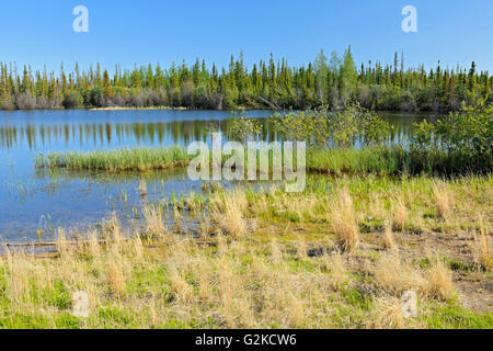 Feuchtgebiet und borealen Wald in der Nähe von Yellowknife in den Northwest Territories Kanada Stockfoto