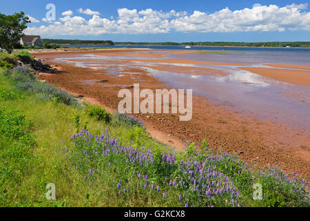 Eisen reichen rote Erde entlang der Northumberland Strait niedriger Montague, Prince Edward Island Kanada Stockfoto