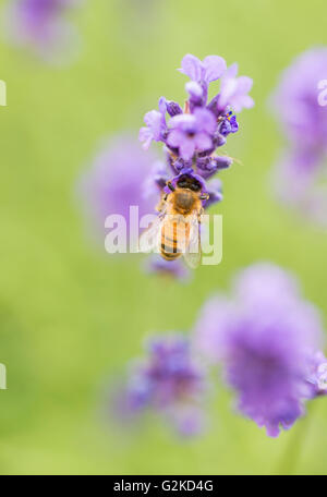 Biene (Apis SP.) bestäuben Blumen Lavendel (Lavandula sp.), Vadstena, Östergötland Grafschaft, Schweden Stockfoto