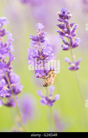 Biene (Apis SP.) bestäuben Blumen Lavendel (Lavandula sp.), Vadstena, Östergötland Grafschaft, Schweden Stockfoto