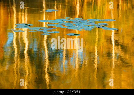 Water Lily Pads und Birken spiegelt sich in mittleren See Kenora Ontario Kanada Stockfoto