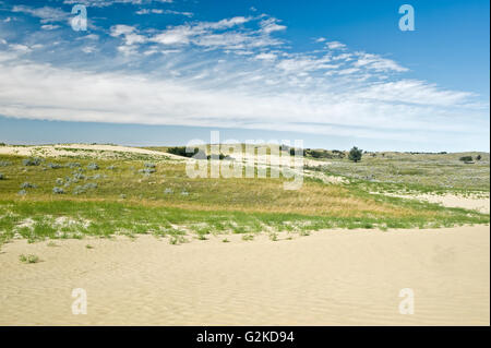 Sanddünen Sie Great Sand Hills Saskatchewan Kanada Stockfoto