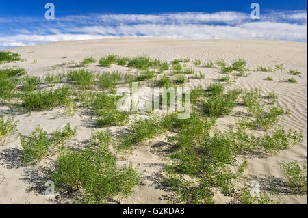 Wellen, Dünen und Vegetation Great Sand Hills Saskatchewan Kanada Stockfoto